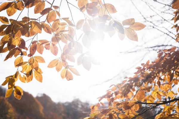 Hojas Haya Soleado Día Otoño —  Fotos de Stock