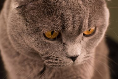 İskoç Katlama Kedisi Yaklaş