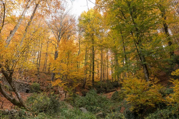 Foglie Alberi Della Caduta — Foto Stock