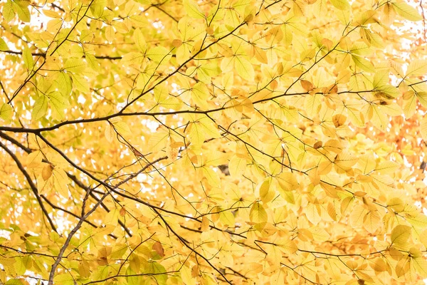 Ramas Con Hojas Amarillas Otoño —  Fotos de Stock