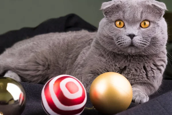 Scottish Fold Cat Jouer Avec Des Boules Noël — Photo