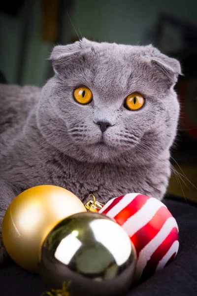 Scottish Fold Cat Jogando Com Baubles Natal — Fotografia de Stock