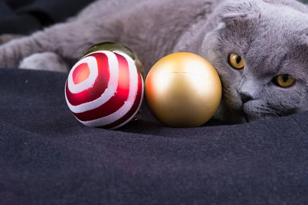 Scottish Fold Cat Jouer Avec Des Boules Noël — Photo