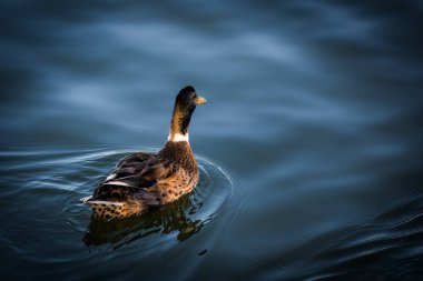 Gölün arka planında benekli ördek