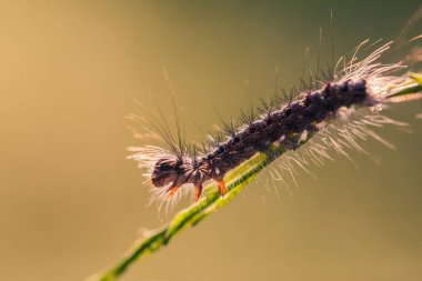 Arka planda sevimli tırtıl, kapat.