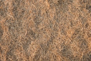 Yazın arka planda tarla mahsulleri