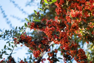 Orange Berries ile Firethorn Bitkisi