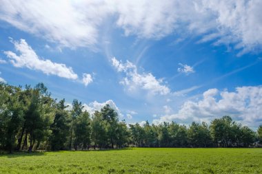 Çam ağaçlarıyla çevrili yeşil alan