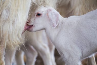 Sevimli beyaz erkek bebek keçi besliyor