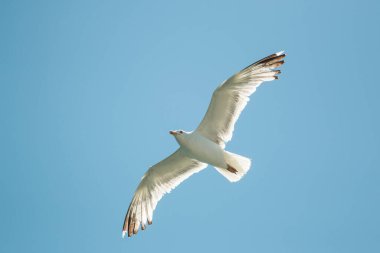 Martı gökyüzünde uçuyor.