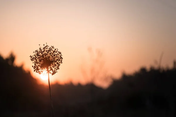 Dandelion plant without any petals backlit by the setting sun