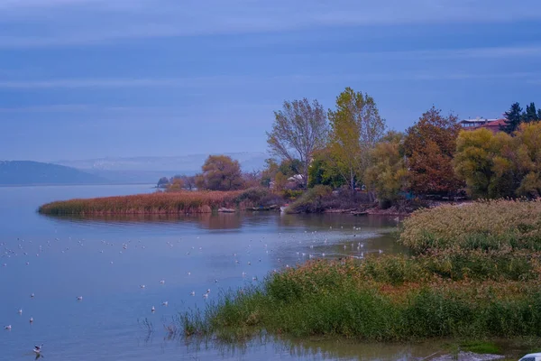 Canne Alberi Margini Del Lago — Foto Stock