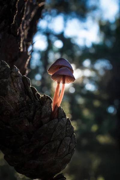 Paddestoelen Achtergrond Close — Stockfoto