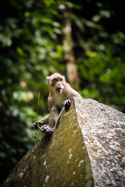 Macaco Selva Fundo Natureza — Fotografia de Stock