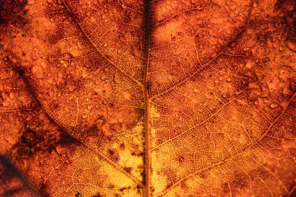 葉の詳細背景のテクスチャ クローズアップ — ストック写真