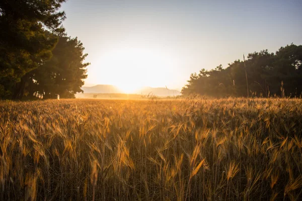 Naplemente Hegyekben Arany Búza Mező — Stock Fotó