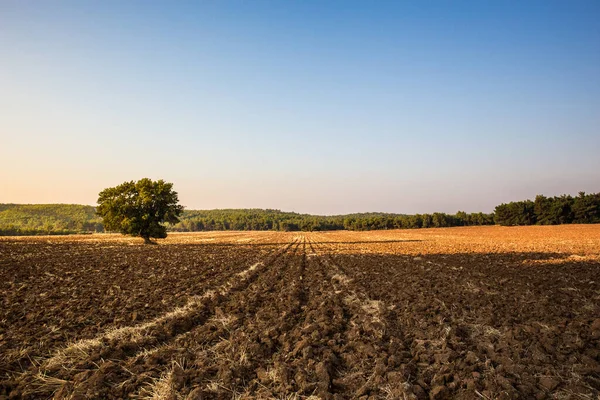 beautiful Morning at the tilled field.