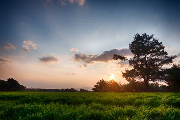 Coucher Soleil Sur Les Champs Les Arbres Arrière Plan — Photo