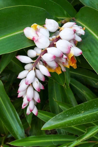 Cuba Jolie Fleur Dans Nature Cuba Zerumbet Gingembre Plante — Photo