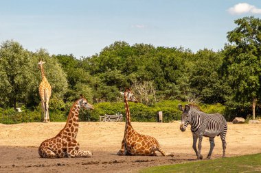 Safaripark Beekse Bergen, Benelux 'daki en büyük hayvan hayvanat bahçesidir ve 150' den fazla türden yaklaşık 1.250 hayvana ev sahipliği yapar. Hollanda 'nın güneyindeki Tilburg ve Hilvarenbeek şehirleri arasında yer almaktadır..