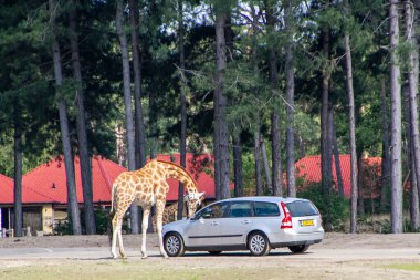 Safaripark Beekse Bergen, Benelux 'daki en büyük hayvan hayvanat bahçesidir ve 150' den fazla türden yaklaşık 1.250 hayvana ev sahipliği yapar. Hollanda 'nın güneyindeki Tilburg ve Hilvarenbeek şehirleri arasında yer almaktadır..
