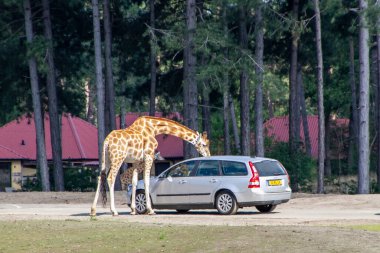 Safaripark Beekse Bergen, Benelux 'daki en büyük hayvan hayvanat bahçesidir ve 150' den fazla türden yaklaşık 1.250 hayvana ev sahipliği yapar. Hollanda 'nın güneyindeki Tilburg ve Hilvarenbeek şehirleri arasında yer almaktadır..