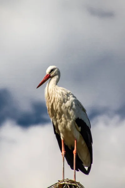 Safaripark Beekse Bergen Est Grand Zoo Animalier Benelux Abrite Environ — Photo