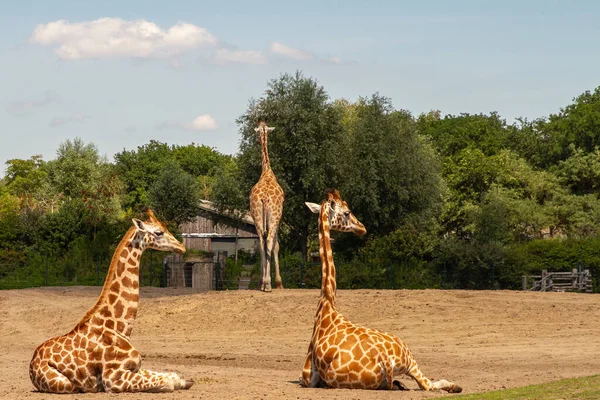 Safaripark Beekse Bergen Largest Animal Zoo Benelux Home 250 Animals — Stock Photo, Image