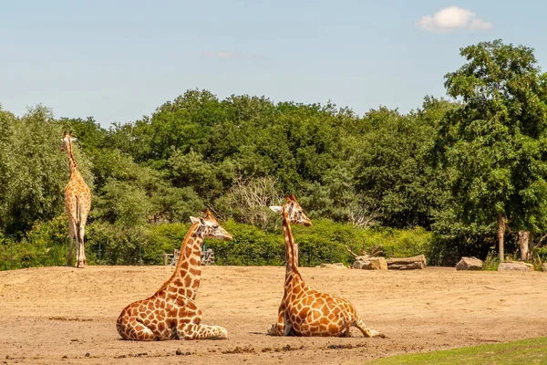 Safaripark Beekse Bergen Largest Animal Zoo Benelux Home 250 Animals — Stock Photo, Image