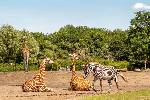 Safaripark Beekse Bergen Největší Zoologickou Zahradou Beneluxu Domovem Přibližně 250 — Stock fotografie