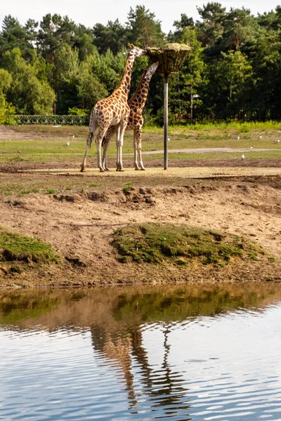 Safaripark Beekse Bergen Largest Animal Zoo Benelux Home 250 Animals — Stock Photo, Image