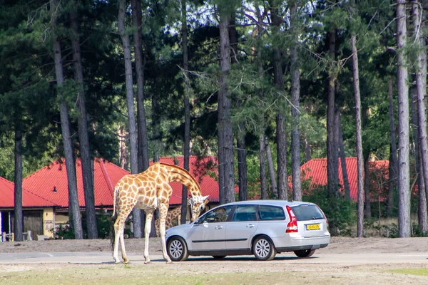 Safaripark Beekse Bergen Legnagyobb Állatkert Benelux Szigeteken Több Mint 1500 — Stock Fotó