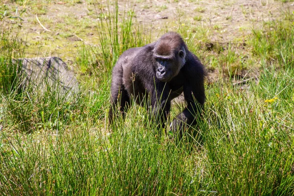 Πίθηκοι Είναι Θηλαστικά Της Τάξης Των Πρωτευόντων Γενικά Δενδρόβια Safaripark — Φωτογραφία Αρχείου
