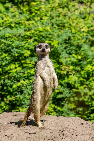 時には砂漠のセンチネルと呼ばれるMeerkatは 哺乳動物の種です Safaripark Beekse Bergenはベネルクス最大の動物園で 150種以上の動物の約1 250動物が生息しています その間に位置しています — ストック写真