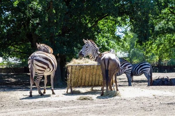 Növényevők Lófélék Családjába Nemzetség Equus Afrikában Safaripark Beekse Bergen Legnagyobb — Stock Fotó