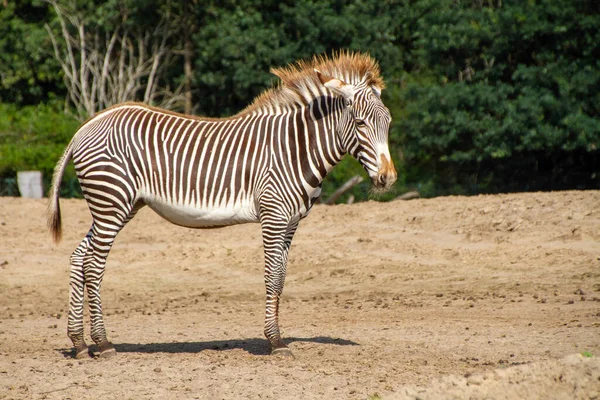 Safaripark Beekse Bergen Legnagyobb Állatkert Benelux Szigeteken Több Mint 1500 — Stock Fotó