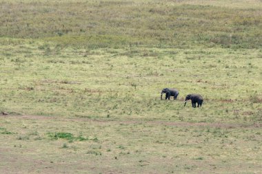 Ngorongoro, Tanzanya, 25 Ekim 2023. Kraterde iki fil var.
