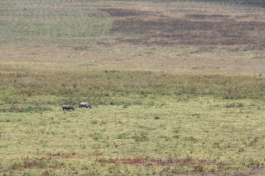 Ngorongoro, Tanzanya, 25 Ekim 2023. Rhinceros kraterin içinde.