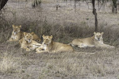 Serengeti, Tanzanya, 26 Ekim 2023. Dişi aslanlar dinleniyor.