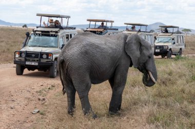 Serengeti, Tanzanya, 27 Ekim 2023. Turist arabalarının önündeki fil.