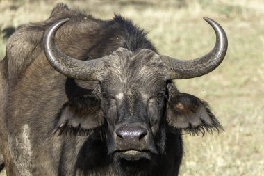 Serengeti, Tanzanya, 28 Ekim 2023. Ulusal Park ovasında bufalo