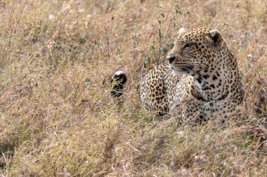 Serengeti, Tanzanya, 27 Ekim 2023. Ulusal Park ovasında leopar