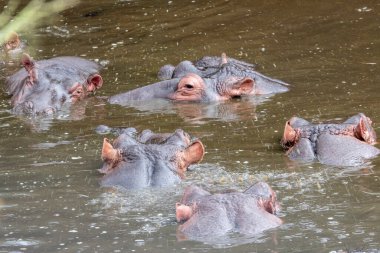 Serengeti, Tanzanya, 28 Ekim 2023. Suda beş su aygırı başı var.
