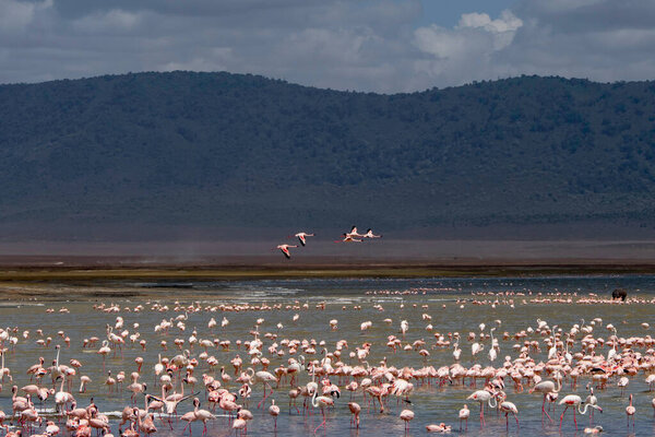 Нгоронгоро, Танзания, 25 октября 2023 года. Нгоронгоро, розовые фламинго в озере Нгоронгоро