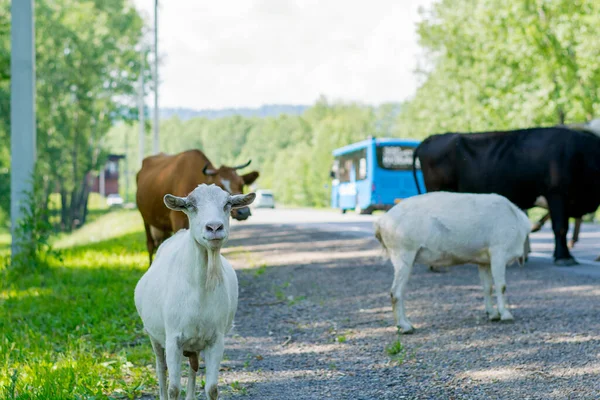 A goat and cows graze on the side of the road.