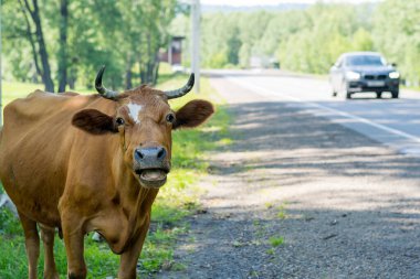 Yolun kenarında bir inek var..