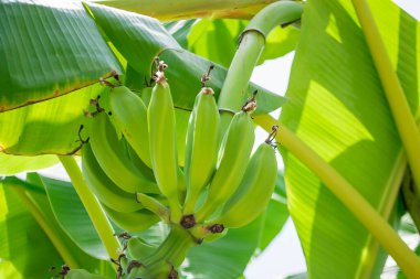 Bahçedeki ağaçta muz demeti.