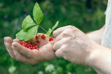 Bir adamın avucunda böğürtlen. Ormanda böğürtlen hasadı. Dal üzerinde çilekler.