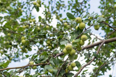 Gökyüzüne karşı dallar üzerinde yeşil elmalar. Elma ağaçlı bahçe.