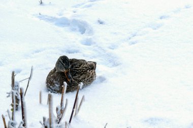 Vahşi bir ördek karda yatıyor..